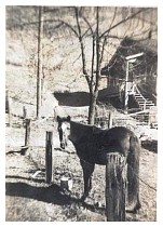 scan8255.jpg