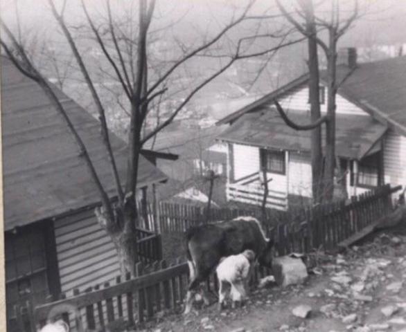 Bobby Taylor and the pigs.jpg
