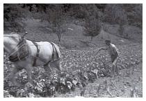 fredtiptonplowinggarden..jpg